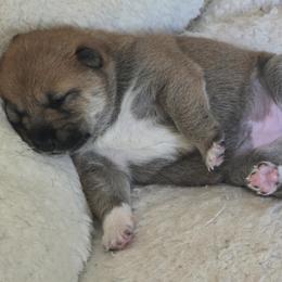 Shiba Inu Puppies from Priscilla Soares