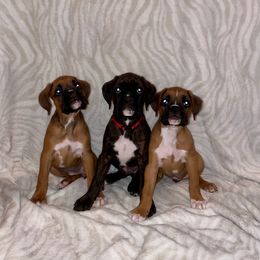Boxer Puppies from Magen's Boxers