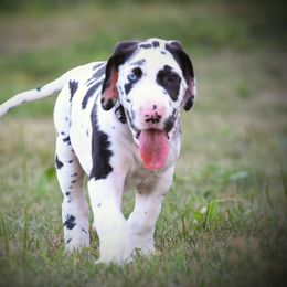 Great Dane Puppies from Kirk’s Dane Farm