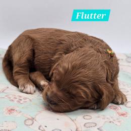 Flutter - Red  female Goldendoodle puppy in Neillsville, Wisconsin from Granton Creek