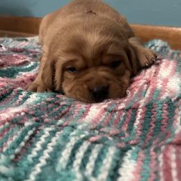 Paris - Yellow female Labrador Retriever puppy in Alcester, South Dakota from Theresa Rhodes
