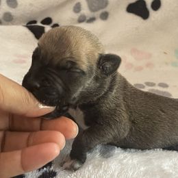 Girl 4 - Brown female Boerboel puppy in Mansfield, Texas from Dynasty Blue Ridge Boerboel