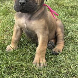 Pink collar - Brown female Boerboel puppy in Colorado Springs Co, Colorado from On The Peak Boerboel