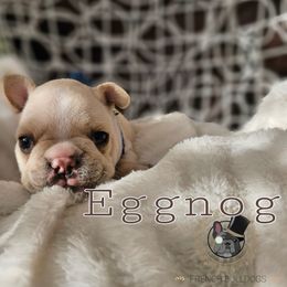 Eggnog - Cream French Bulldog puppy in Winston Salem, North Carolina from Elegant East Coast French Bulldogs