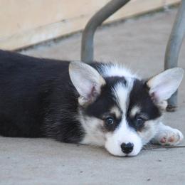 ORANGE Girl - Black and tan female Pembroke Welsh Corgi puppy in Acampo, California from Rees Corgis