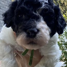 Green collar, - Black and white male Cockapoo puppy in Lake Stevens, Washington from Maranatha Cockapoos