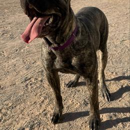 Perro de Presa Canario Puppies from Mesquite Creek Kennels