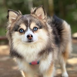 Penny - Pomsky