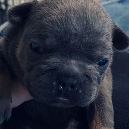 French Bulldog Puppies from Fur Baby Farms