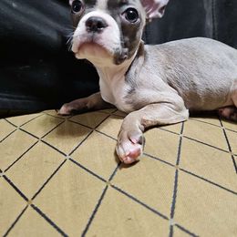 Blue Girl 1 - Boston Terrier puppy from Benhams Bostons
