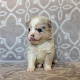 Jinu - Merle male Pomsky puppy in Sumter, South Carolina from Emerald Skies Pomskies