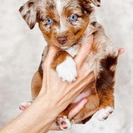 Rocky - Red merle male Miniature Australian Shepherd puppy in Georgetown, Texas from The Darling Pup