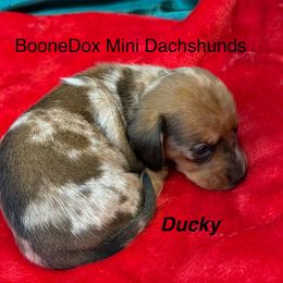 Ducky - Dapple female Dachshund puppy in Lexington, Oklahoma from BooneDox Miniature Dachshunds