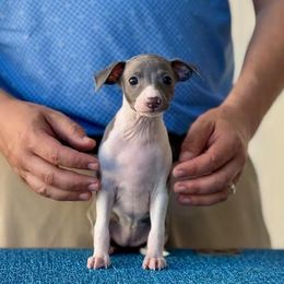 Girl 1 - Blue female Italian Greyhound puppy in Sugar Valley, Georgia from Pinnacle Farm and Kennel