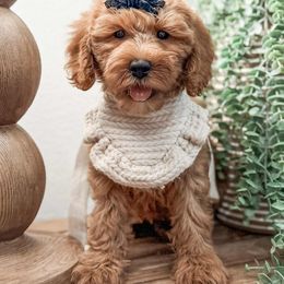 Percy - Red  female Goldendoodle puppy in Iola, Texas from Supreme Doodles of Texas