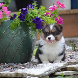 Pembroke Welsh Corgi Puppies from C&G Corgis
