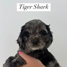 Cockapoo Puppies from Cookie Cocker Farms