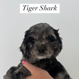 Cockapoo Puppies from Cookie Cocker Farms