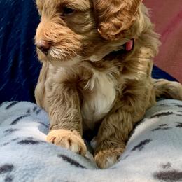 Goldendoodle Puppies from Fort Worth Goldendoodles