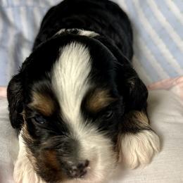 Boy 3 - male Cockapoo puppy in Richton, Mississippi from Magnolia Hill Doodles