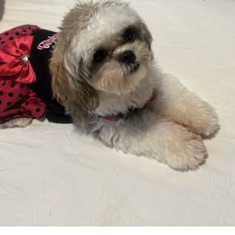 London - Shih Tzu