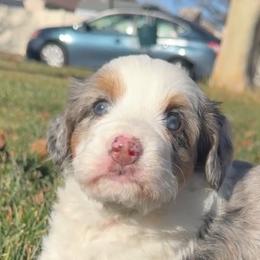 Rocky - Blue merle male Bernedoodle puppy in Las Vegas, Nevada from Perfect Bernedoodles