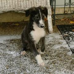 Borzoi Puppies from Summerlane Borzoi