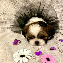 Effie - Red and white female Shih Tzu puppy in Klamath Falls, Oregon from Bel Aire Beauties