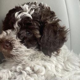 Poodles from Miniature Poodles
