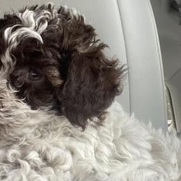 Poodles from Miniature Poodles