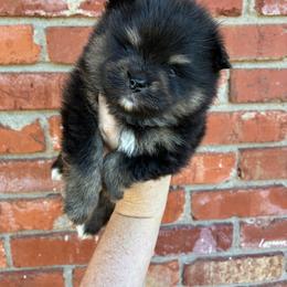 Sooner - Black and tan male Pomeranian puppy in Inola, Oklahoma from My Bella’s Pomeranians
