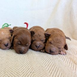 Labradoodle puppies from Copper Mini Labradoodles