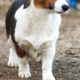 Delta - Pembroke Welsh Corgi