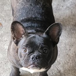 French Bulldogs from Rolon Frenchies