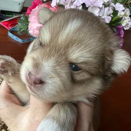 Kenai - Red and white male Pomsky puppy in Rathdrum, Idaho from Smart Pomskies and Frenchies