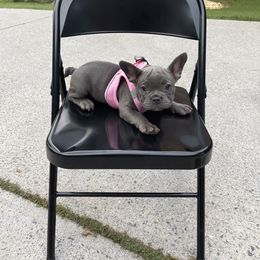 French Bulldog Puppies from Legacy Kennel Club