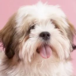 Pearl - Lhasa Apso