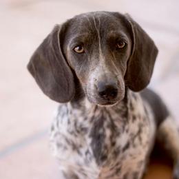 Nova - Dachshund