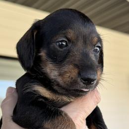 Companion Cross, Dachshund, and Miniature Schnauzer Puppies from Sheri Lauritsen