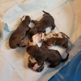 Boy 1 - Australian Shepherd puppy in Crooksville, Ohio from VanHorn Australian Shepherds