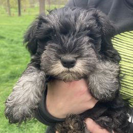Miniature Schnauzer Puppies from Vaquera Miniature Schnauzers