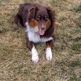 Boy 1 - Red tri-color male Australian Shepherd puppy in Yakima, Washington from Naches Heights Ranch