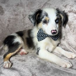 Panda - Blue merle male Toy Australian Shepherd puppy in Alabama from SBA Aussies