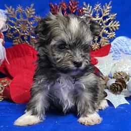Cupid - Gold sable male Havanese puppy in Vinita, Oklahoma from Locust Creek Shih Tzu & Havanese