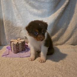 Sua - Red tri-color female Australian Shepherd puppy in Athol, Idaho from ShorDu
