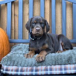 Doberman Pinscher Puppies from JM Dobermans