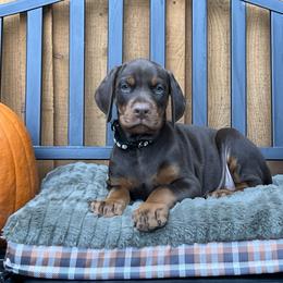 Doberman Pinscher Puppies from JM Dobermans