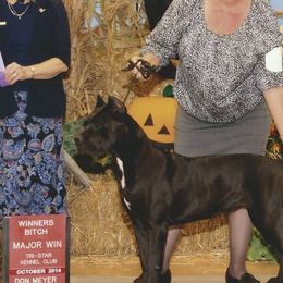Cane Corso from Storm Front Cane Corso
