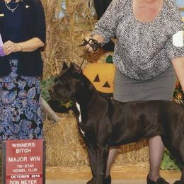 Cane Corso from Storm Front Cane Corso