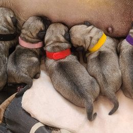 Pugs from Pardees pug puppies